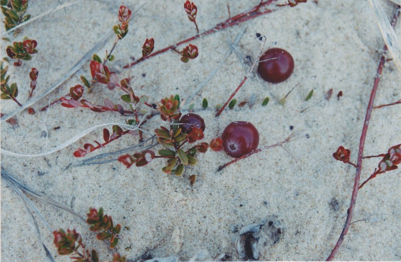 Cranberry photo 4