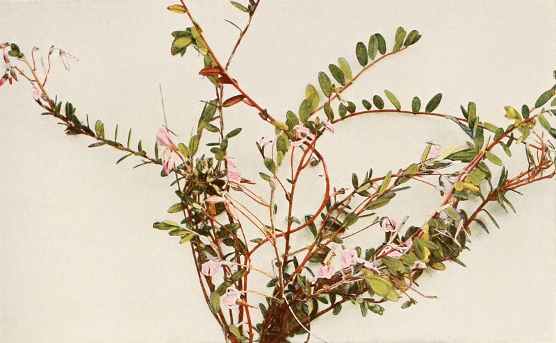 Cranberry photo 5