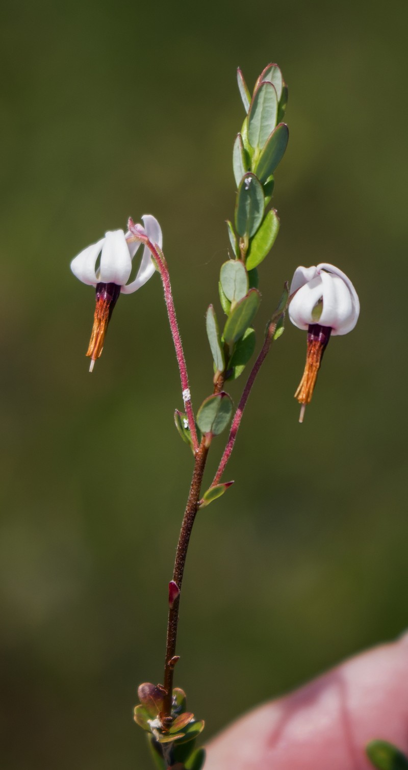 Cranberry photo 6