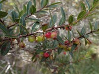 Vaccinium madagascariense