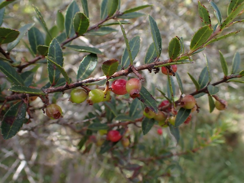 Vaccinium madagascariense