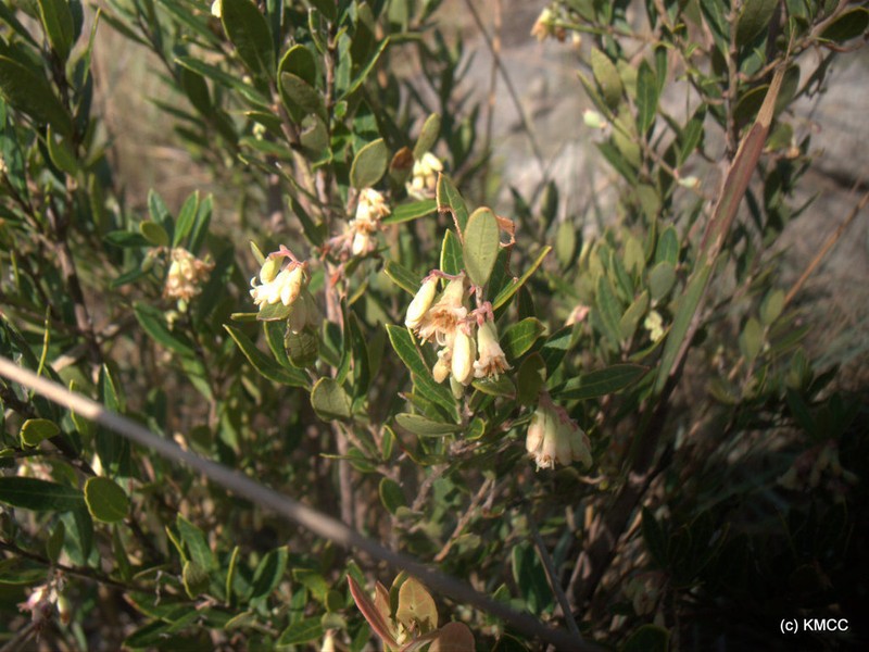 Vaccinium madagascariense photo 2
