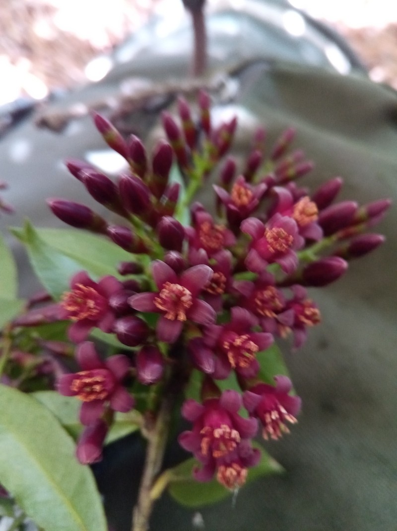 Vaccinium madagascariense photo 3