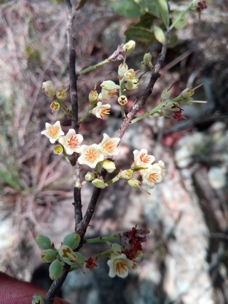 Vaccinium madagascariense photo 4
