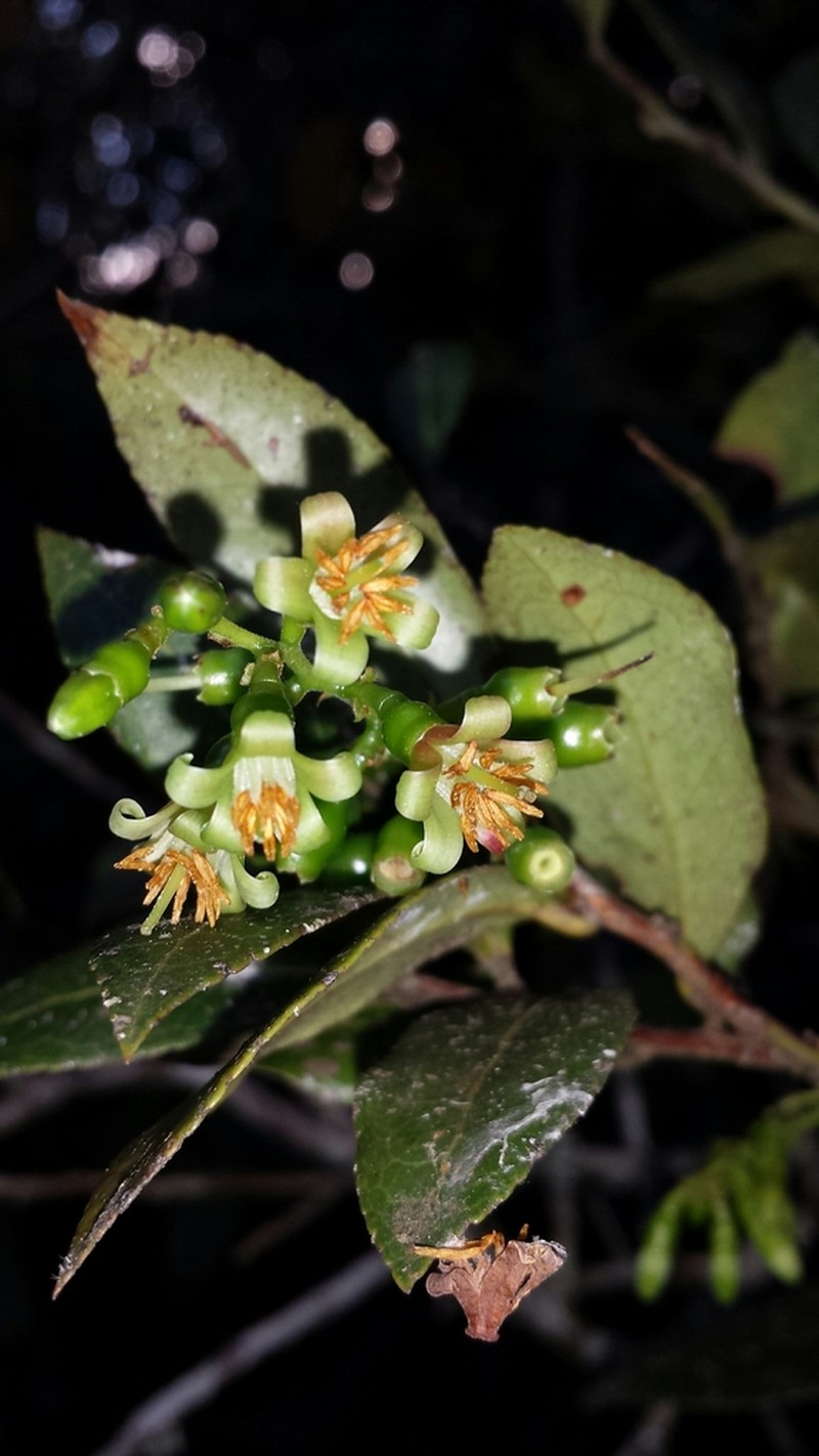 Vaccinium madagascariense photo 5