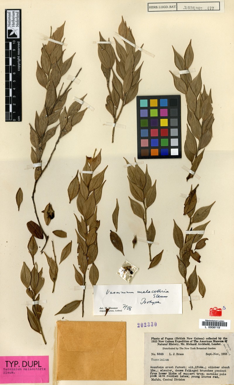 Vaccinium malacothrix
