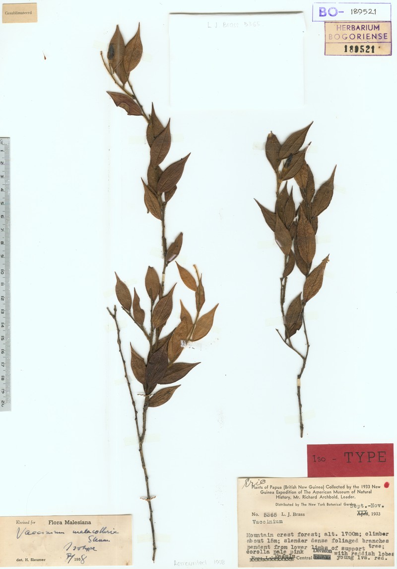 Vaccinium malacothrix photo 2