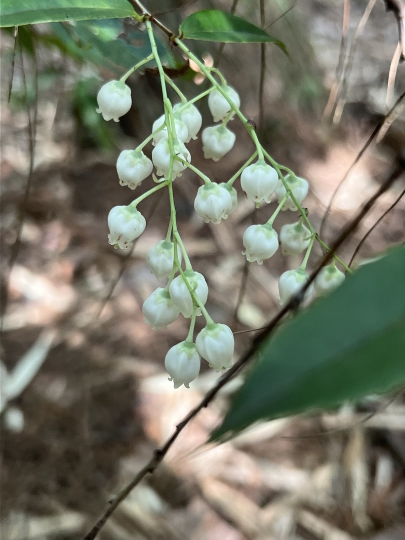 Vaccinium mandarinorum