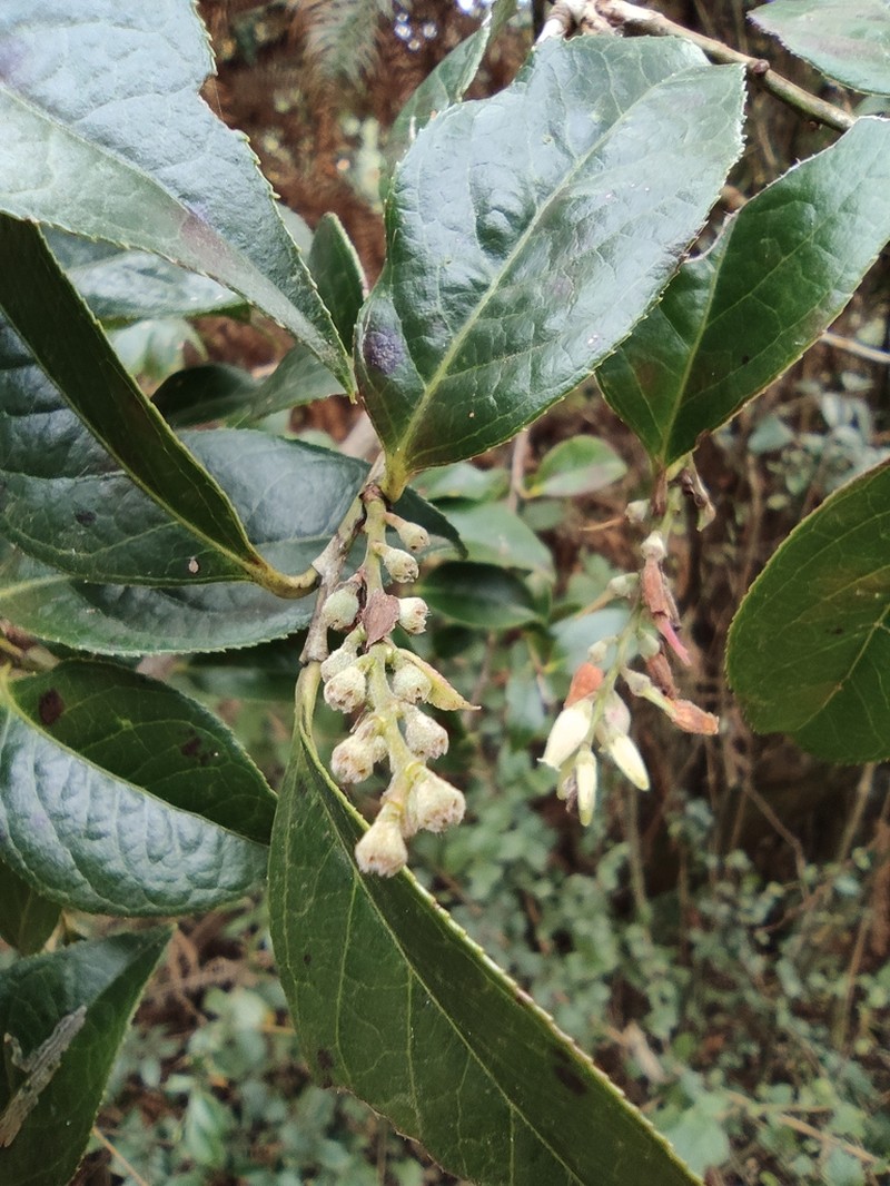 Vaccinium mandarinorum photo 2
