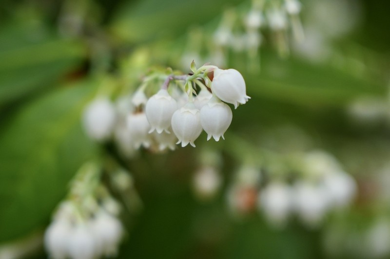 Vaccinium mandarinorum photo 3