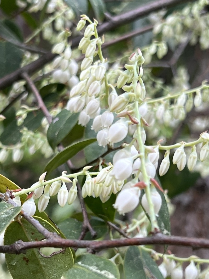 Vaccinium mandarinorum photo 4