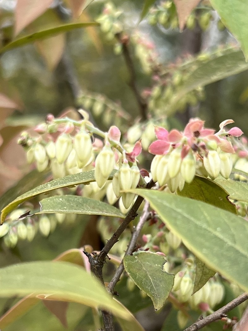 Vaccinium mandarinorum photo 5