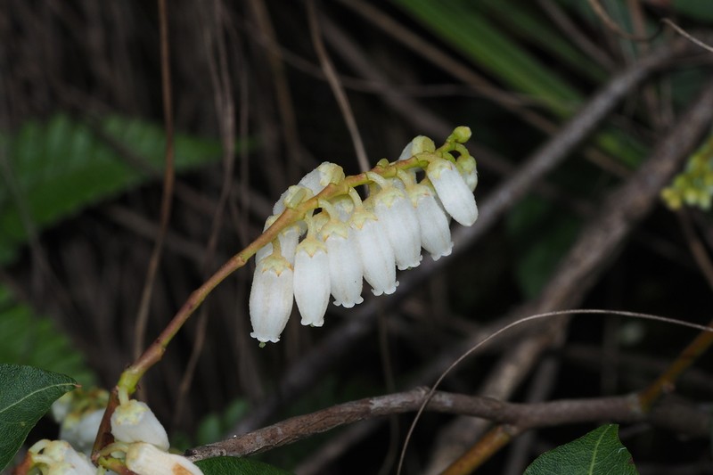 Vaccinium mandarinorum photo 6