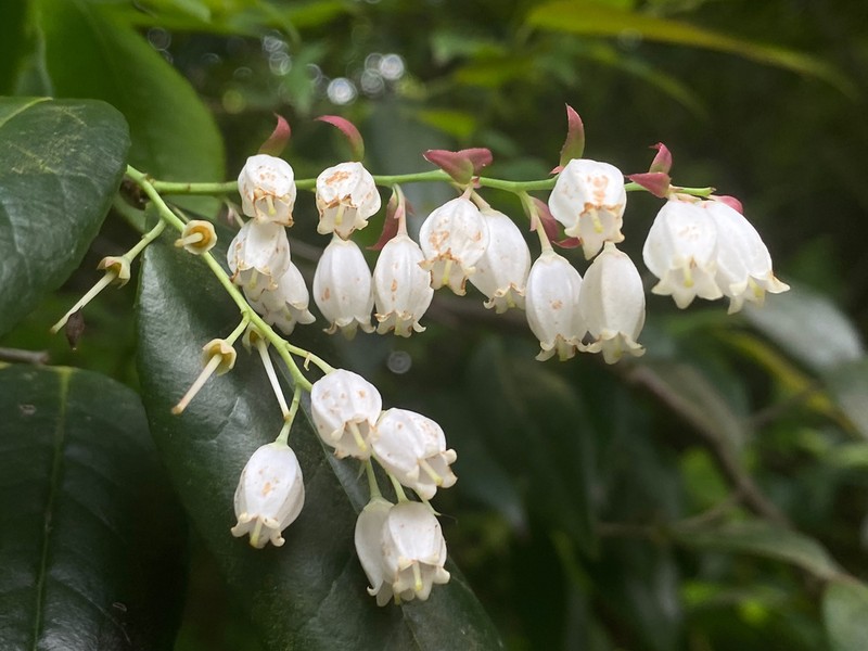 Vaccinium mandarinorum photo 7