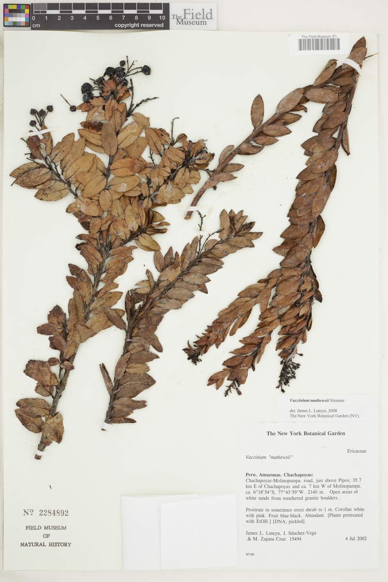 Vaccinium mathewsii photo 3