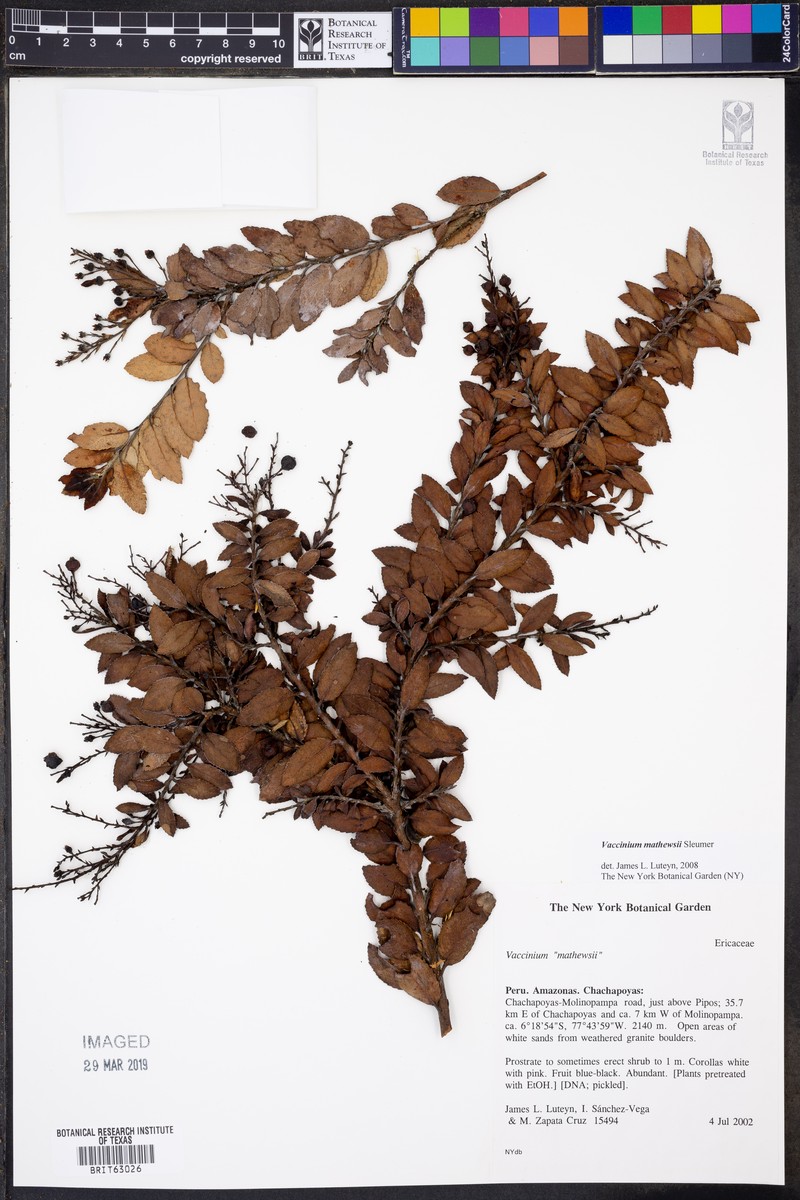 Vaccinium mathewsii photo 4