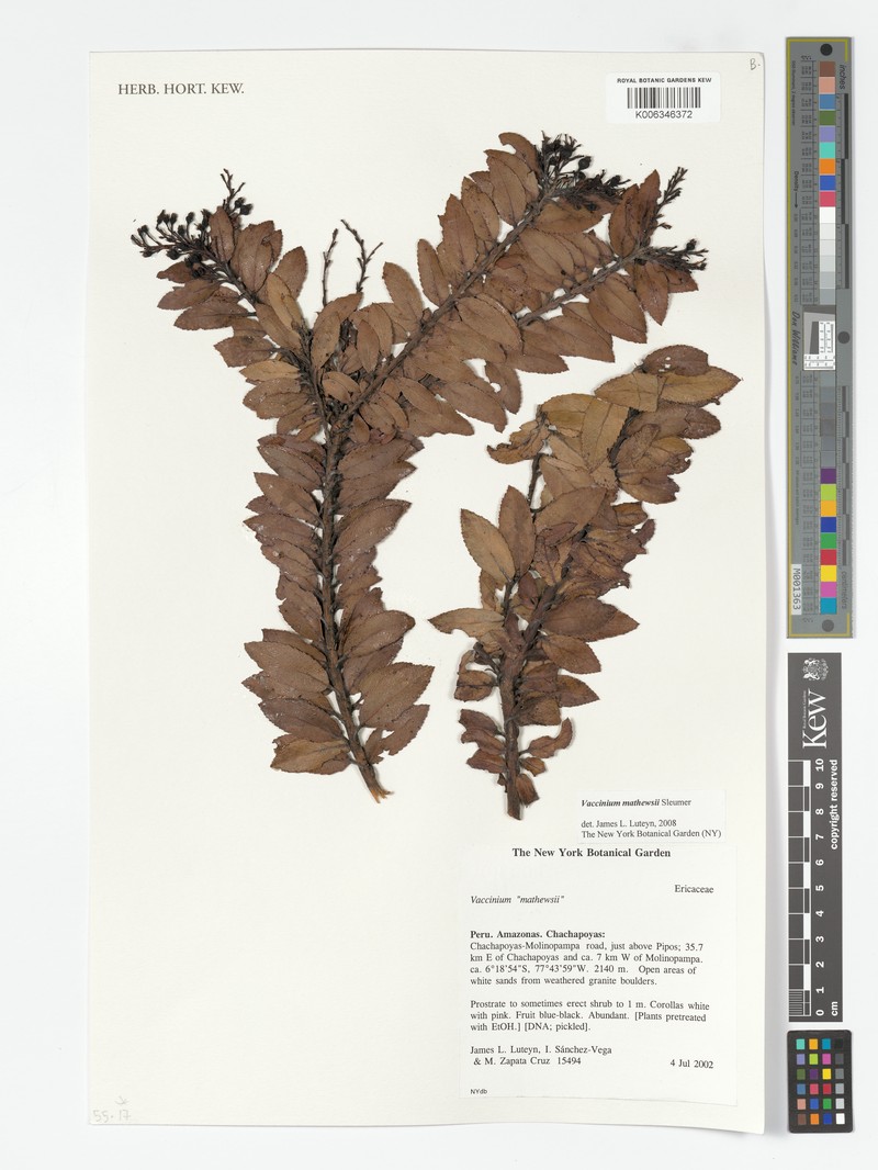 Vaccinium mathewsii photo 5