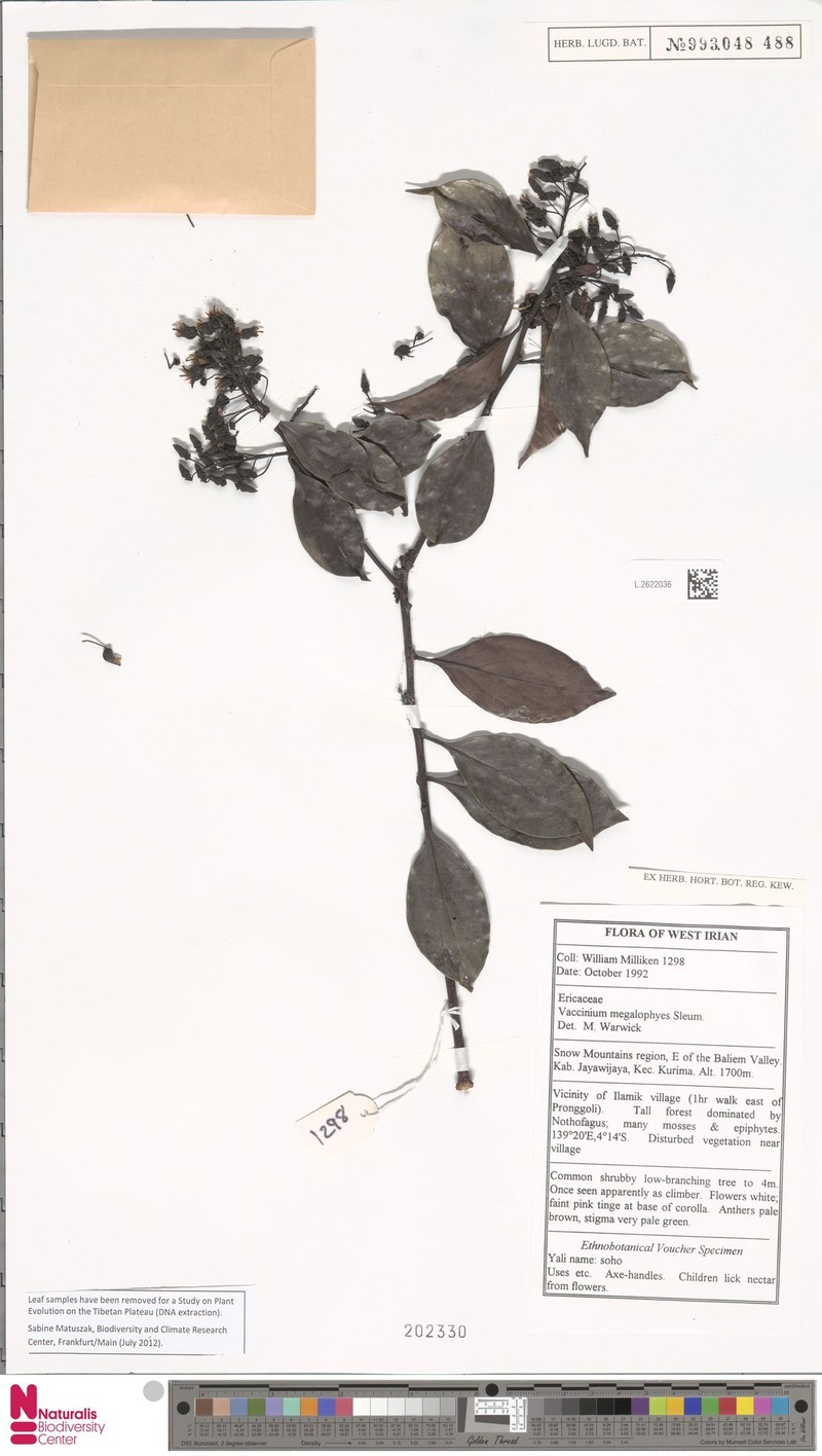 Vaccinium megalophyes