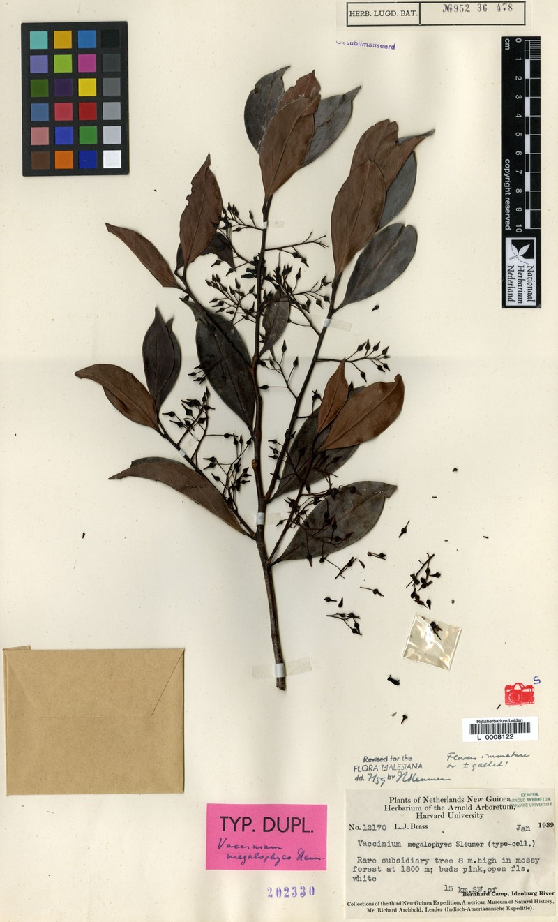 Vaccinium megalophyes photo 2