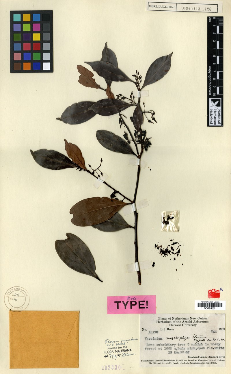 Vaccinium megalophyes photo 3