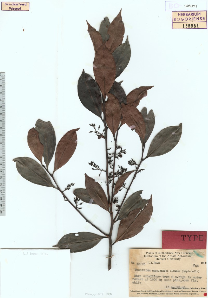 Vaccinium megalophyes photo 4