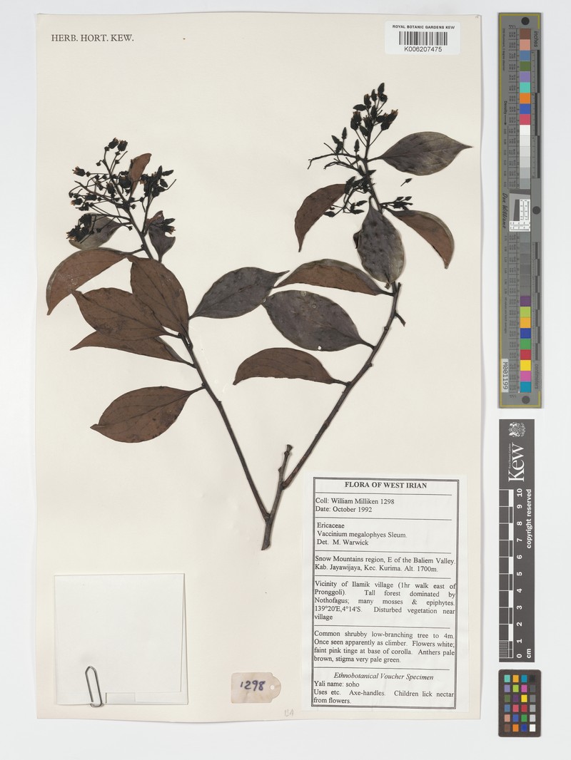 Vaccinium megalophyes photo 5