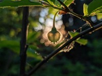 Thinleaf Huckleberry