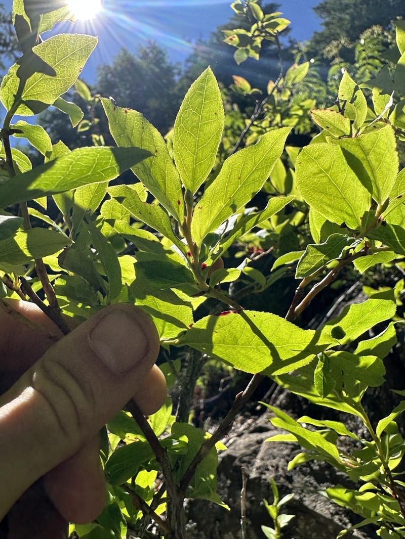 Thinleaf Huckleberry photo 2