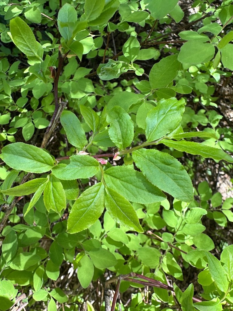 Thinleaf Huckleberry photo 4