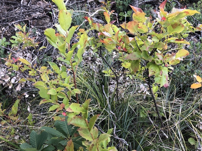 Thinleaf Huckleberry photo 5