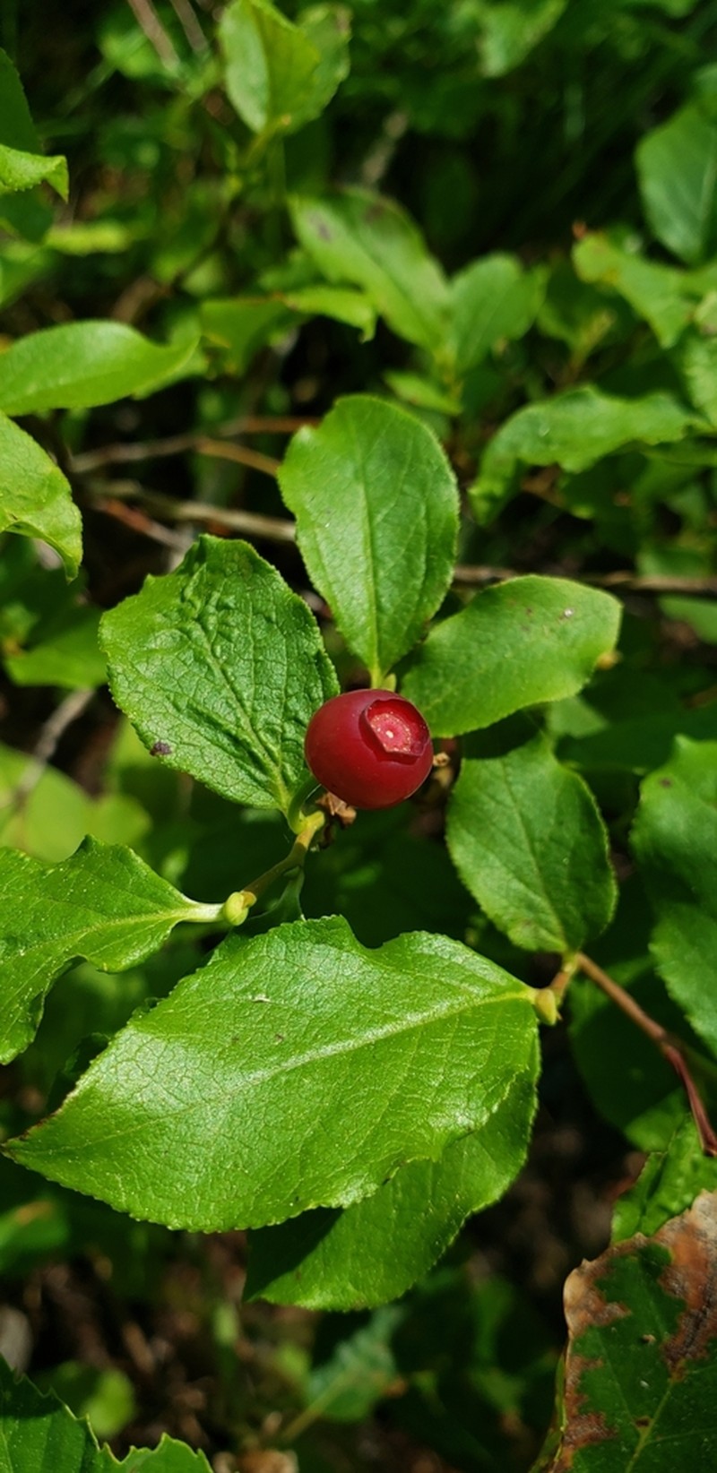 Thinleaf Huckleberry photo 6