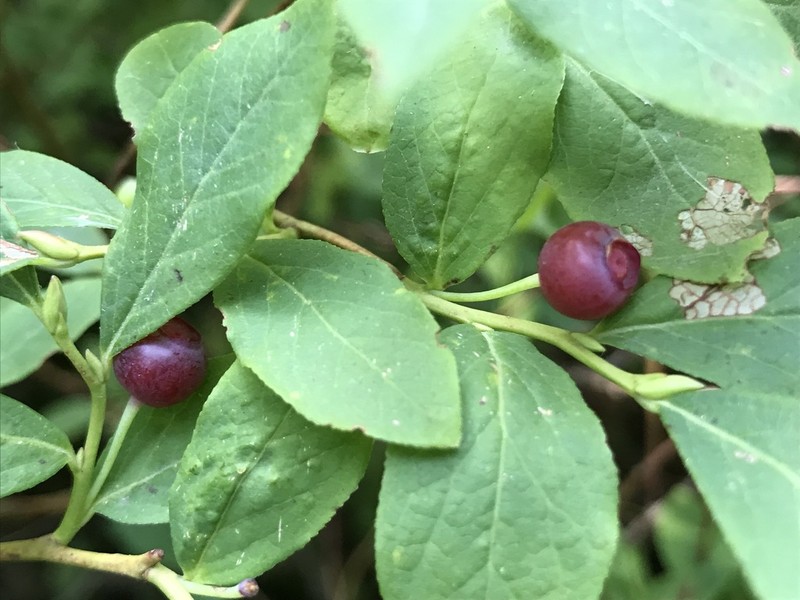Thinleaf Huckleberry photo 7