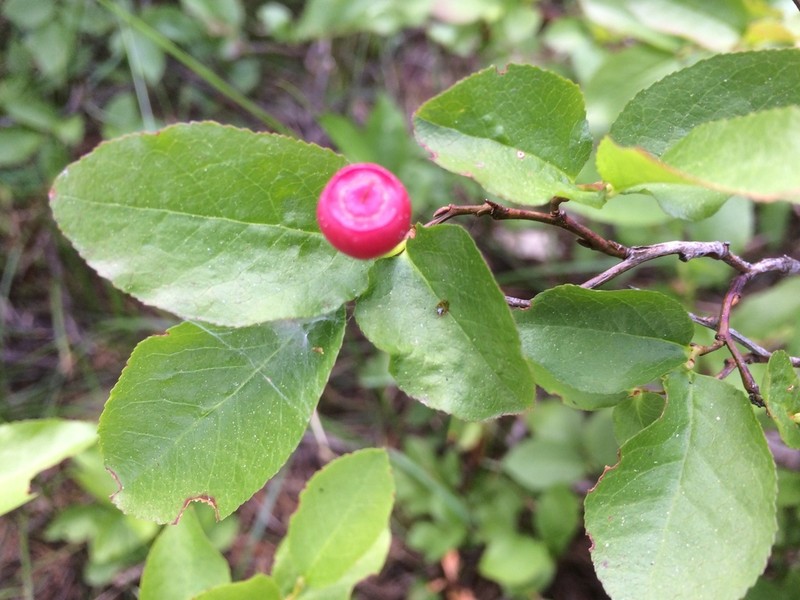 Thinleaf Huckleberry photo 8