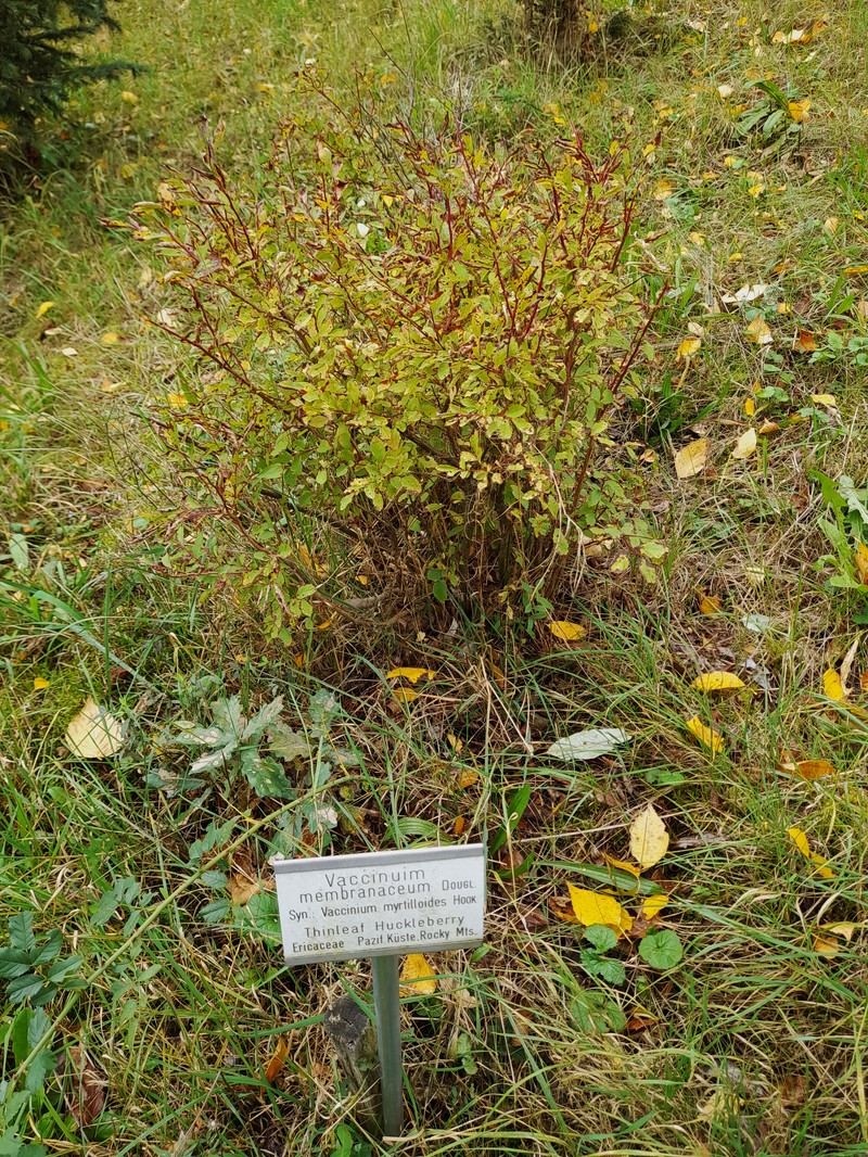 Thinleaf Huckleberry photo 2