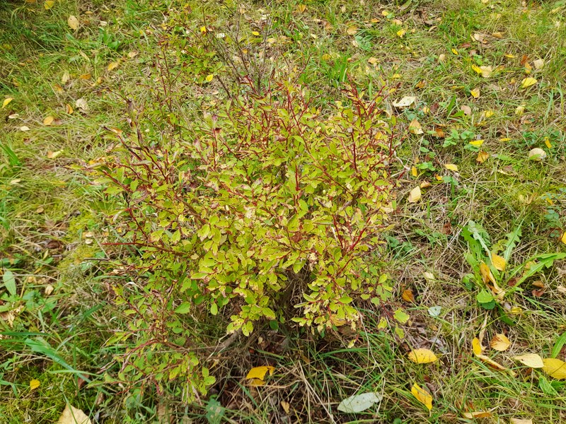 Thinleaf Huckleberry photo 3