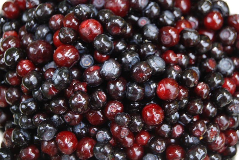 Thinleaf Huckleberry photo 4