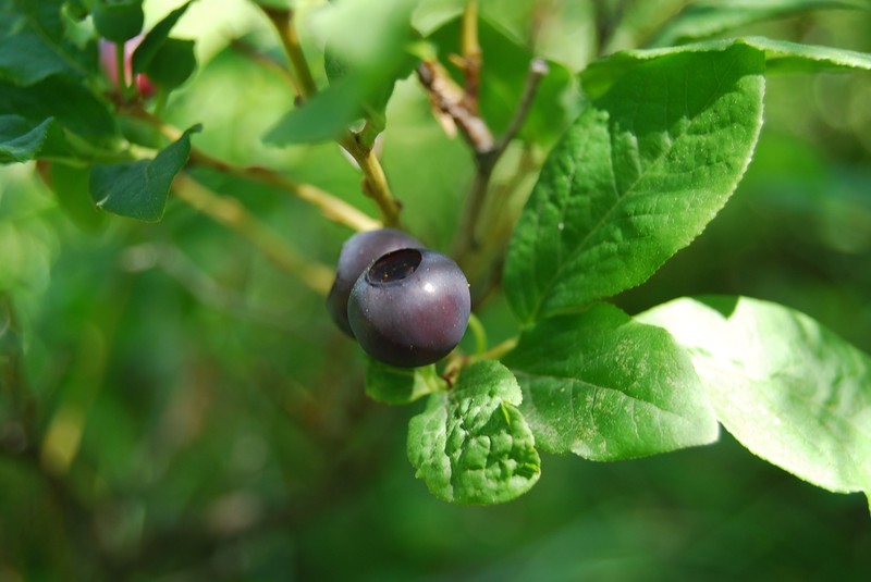 Thinleaf Huckleberry photo 5