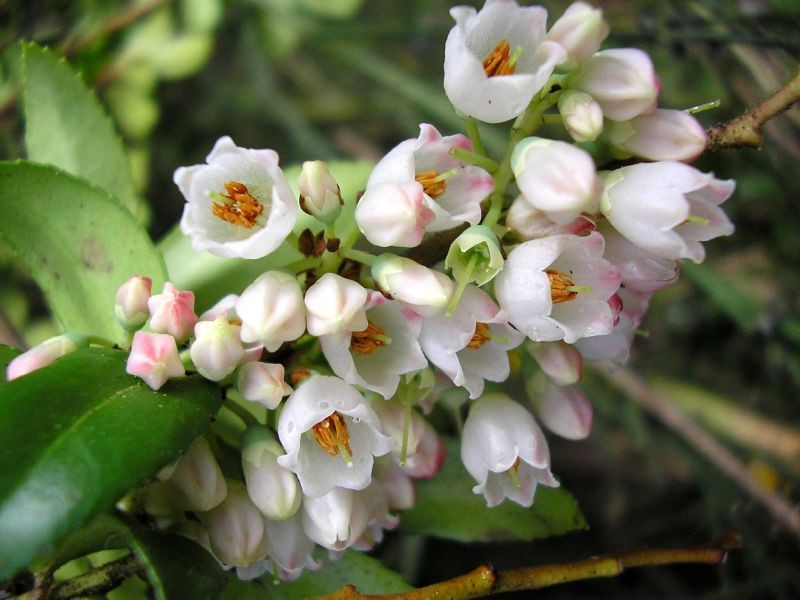 Thinleaf Huckleberry photo 6