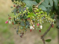 Vaccinium meridionale