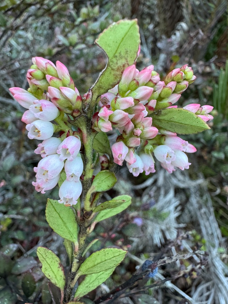Vaccinium meridionale photo 2