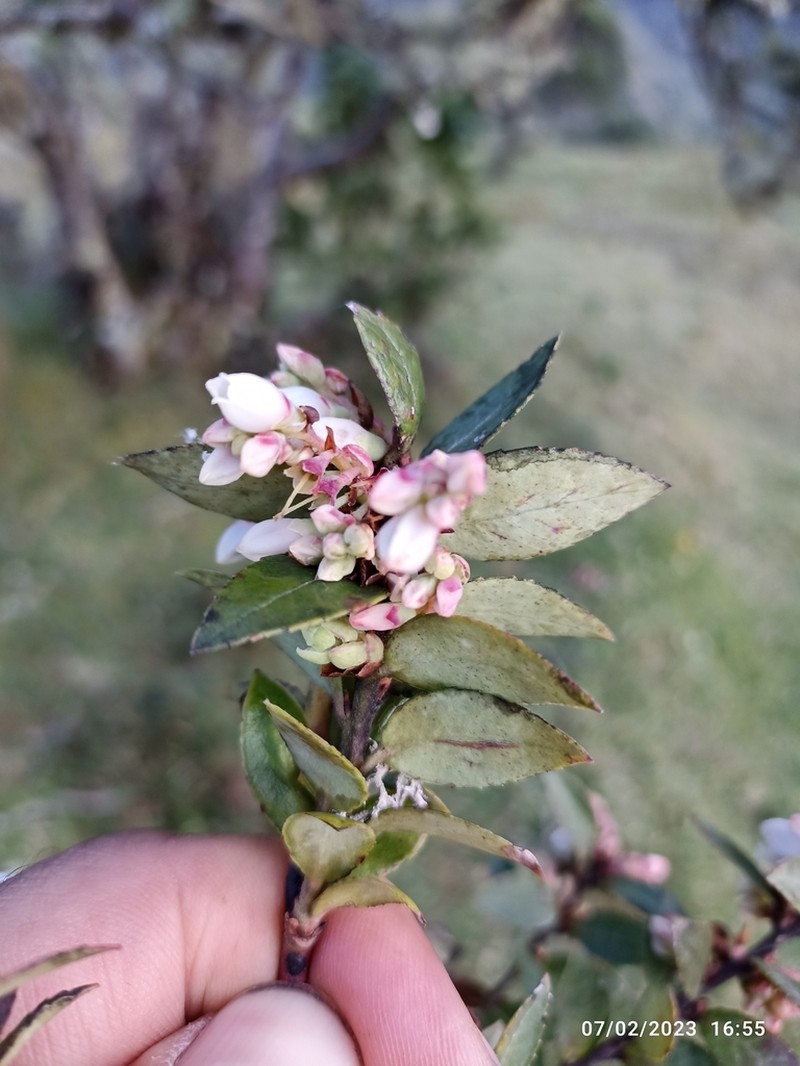 Vaccinium meridionale photo 3