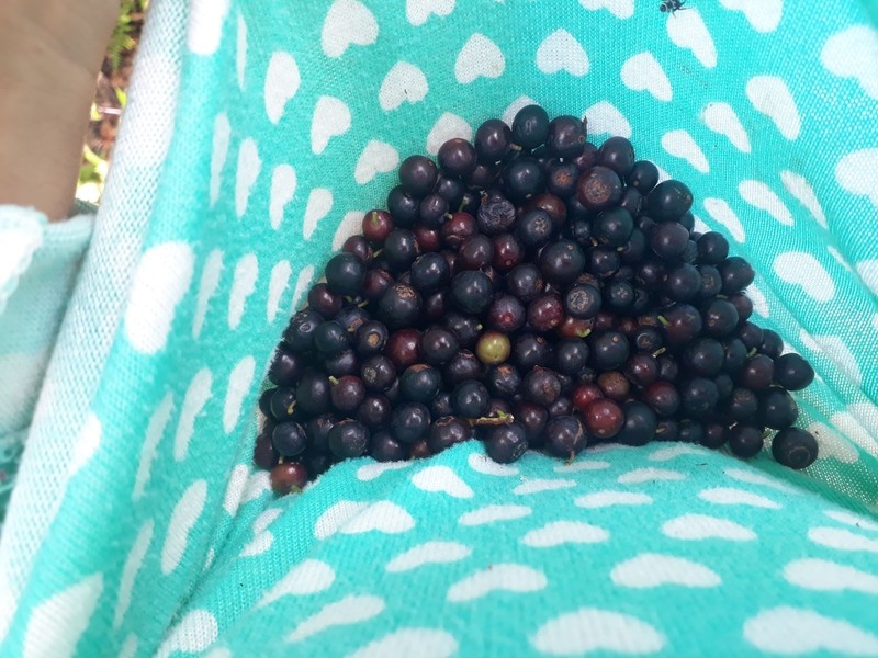 Vaccinium meridionale photo 4