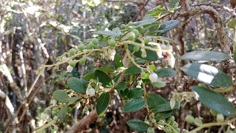 Vaccinium meridionale photo 5