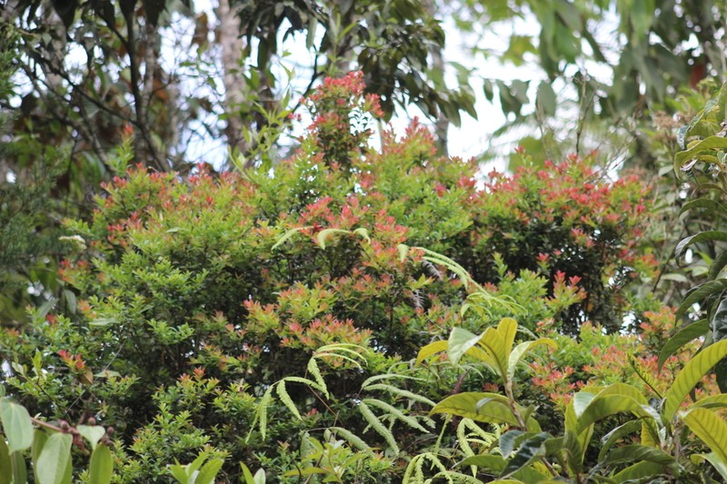 Vaccinium meridionale photo 6
