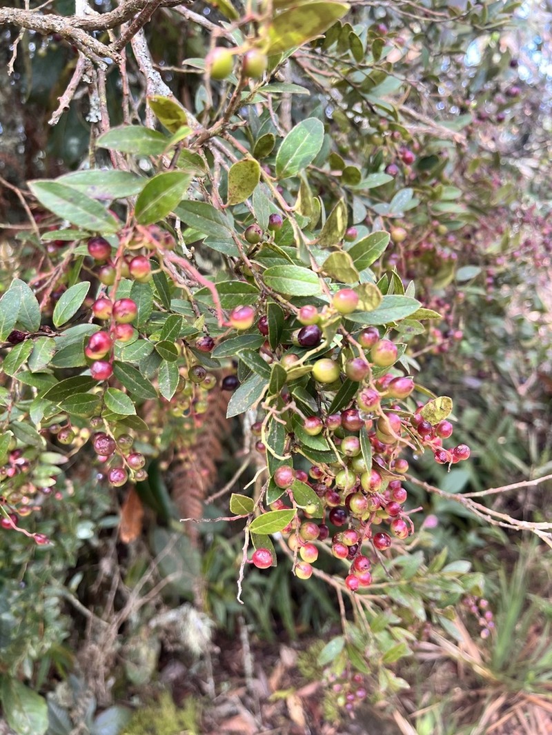 Vaccinium meridionale photo 7