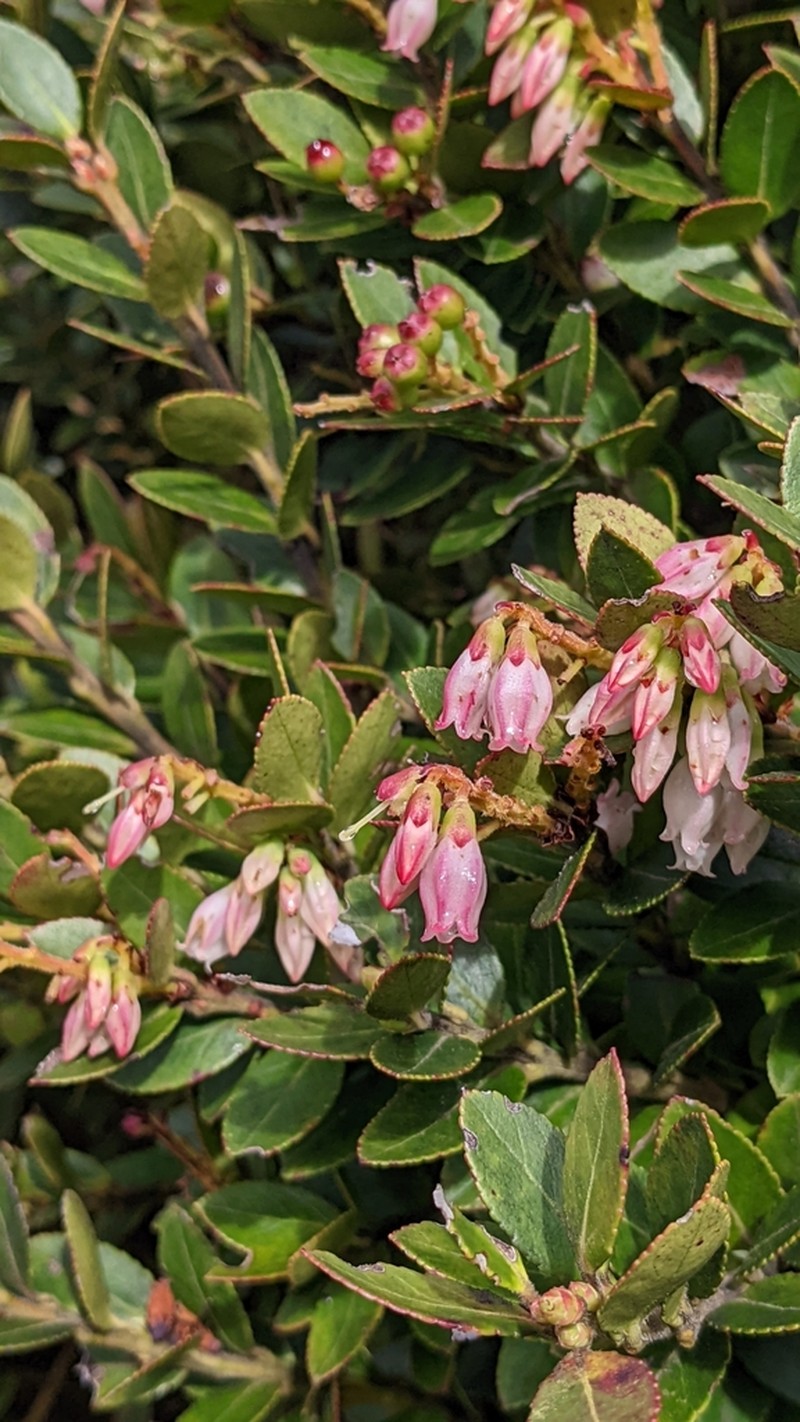 Vaccinium meridionale photo 8