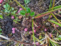 Vaccinium microcarpum