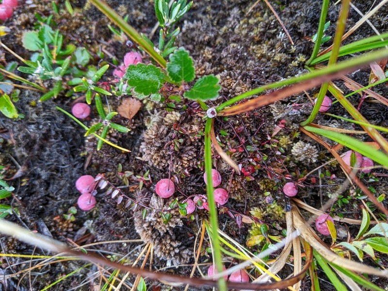 Vaccinium microcarpum