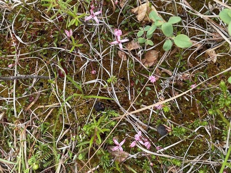 Vaccinium microcarpum photo 2