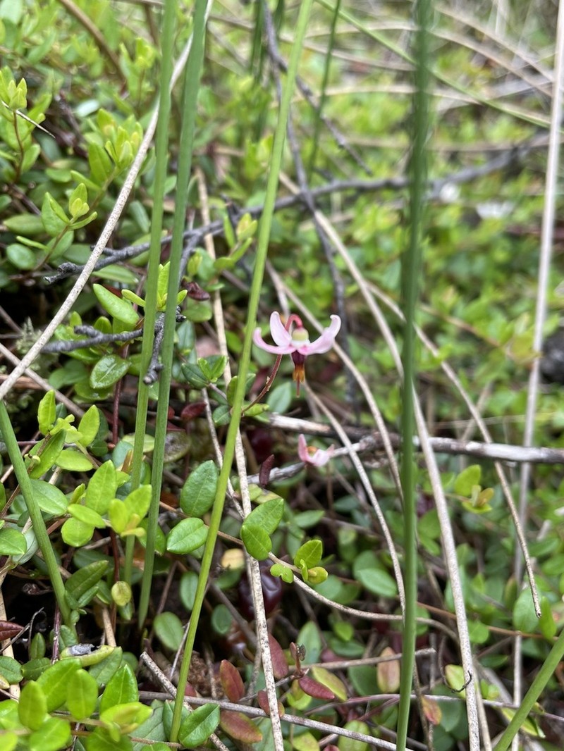 Vaccinium microcarpum photo 3